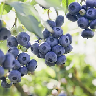 ブルーベリー