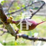 果樹農家の仕事 春