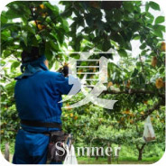 果樹農家の仕事 夏