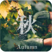 果樹農家の仕事 秋