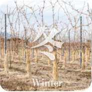 果樹農家の仕事 冬